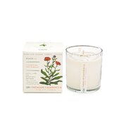 KOBO Plant the Box Catalan Calendula vonná sviečka (10oz / 283g)