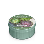Kringle Candle Succulents vonná sviečka vonná sviečka (42 g)